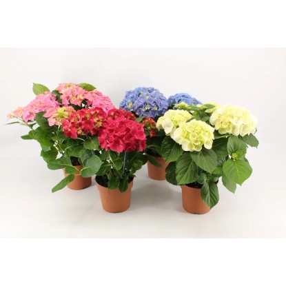 Hortensja Hydrangea macrophylla 7-8kw don. 14cm