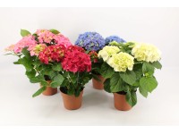 Hortensja Hydrangea macrophylla 7-8kw don. 14cm