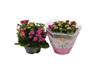 Żyworódka pełna (Kalanchoe cinqolori) don. 23 cm