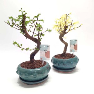 Dwa drzewka bonsai w turkusowych ceramicznych doniczkach.