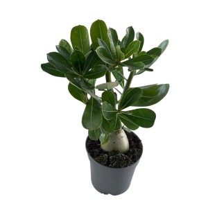 Sukulenty t.b.t. w doniczce z zielonymi liśćmi.