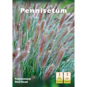 Rozplenica japońska 'Red Head': Trawa ozdobna z czerwonawymi kwiatostanami do ogrodu.