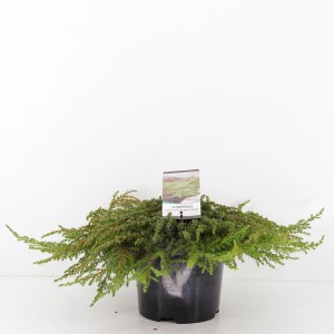 Nisko rosnący Jałowiec płożący w doniczce. Roślina okrywowa do ogrodu.