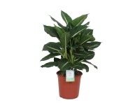 Difenbachia (Dieffenbachia) Green Magic - don. 24 cm