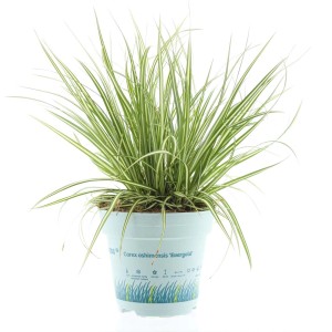 Turzyca japońska 'Evergold' w doniczce, ozdobna roślina kwitnąca z zielono-białymi liśćmi.