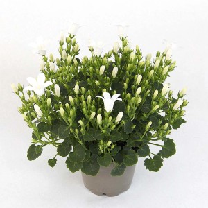 t.b.t. Roślina doniczkowa z białymi kwiatami.