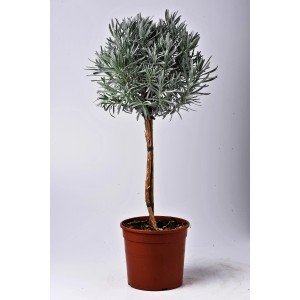 Lawenda w kształcie kuli w doniczce, dekoracyjna i pachnąca roślina przyprawowa.