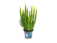 Wrzos ogrodowy (Calluna vulgaris) - don. 9,5 cm