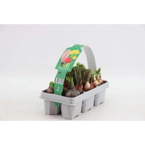 Mieszanka cebulek kwiatowych w tacy, różne gatunki, np. tulipany i hiacynty.