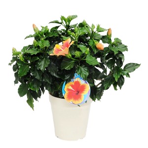 Kwitnący hibiskus doniczkowy, pomarańczowe kwiaty i zielone liście.
