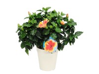 Róża chińska (Hibiscus chinensis)