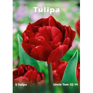 Opakowanie 5 czerwonych tulipanów "Uncle Tom" do ogrodu.