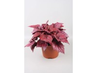 Begonia (Begonia) Inca Flame - don. 17 cm