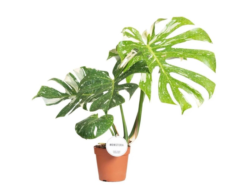 Monstera (Thai Constellation) - don. 15 cm