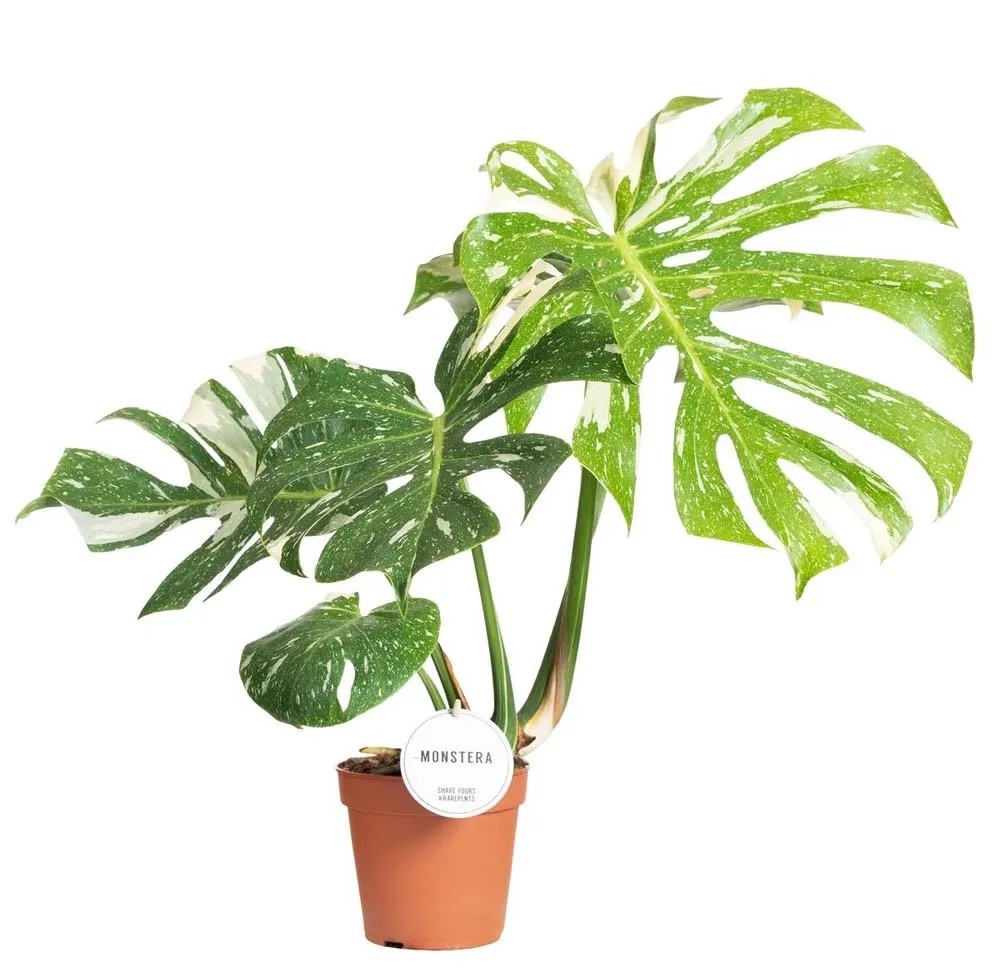 monstera kopfsteckling Monstera Variegata Steckling main image 1
