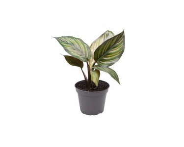 Kalatea (Calathea Meili) - don. 6 cm
