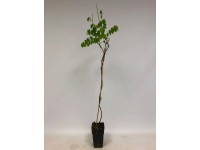 Wisteria Blue Moon 80-100cm 14cm
