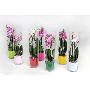 Różnokolorowe mini storczyki w szkle, dekoracyjna roślina doniczkowa.