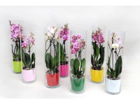 Falenopsis - Ćmówka - Storczyk w szklanym wazonie (Phalaenopsis sp.)