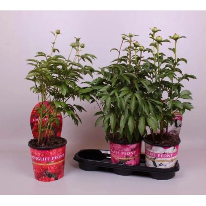Piwonia (Paeonia Lactiflora long life mix) - don. 19 cm