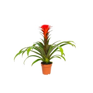 Guzmania 't.b.t.' z czerwonym kwiatem w doniczce, kwitnąca roślina doniczkowa.