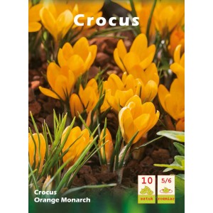 Pomarańczowe krokusy (Crocus) jako cebulki kwiatowe do ogrodu.