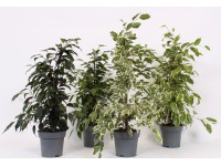Fikus (Ficus Benjamina) mix - don. 14 cm