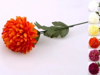 Chryzantema pojedyncza 73 cm mix kolorów