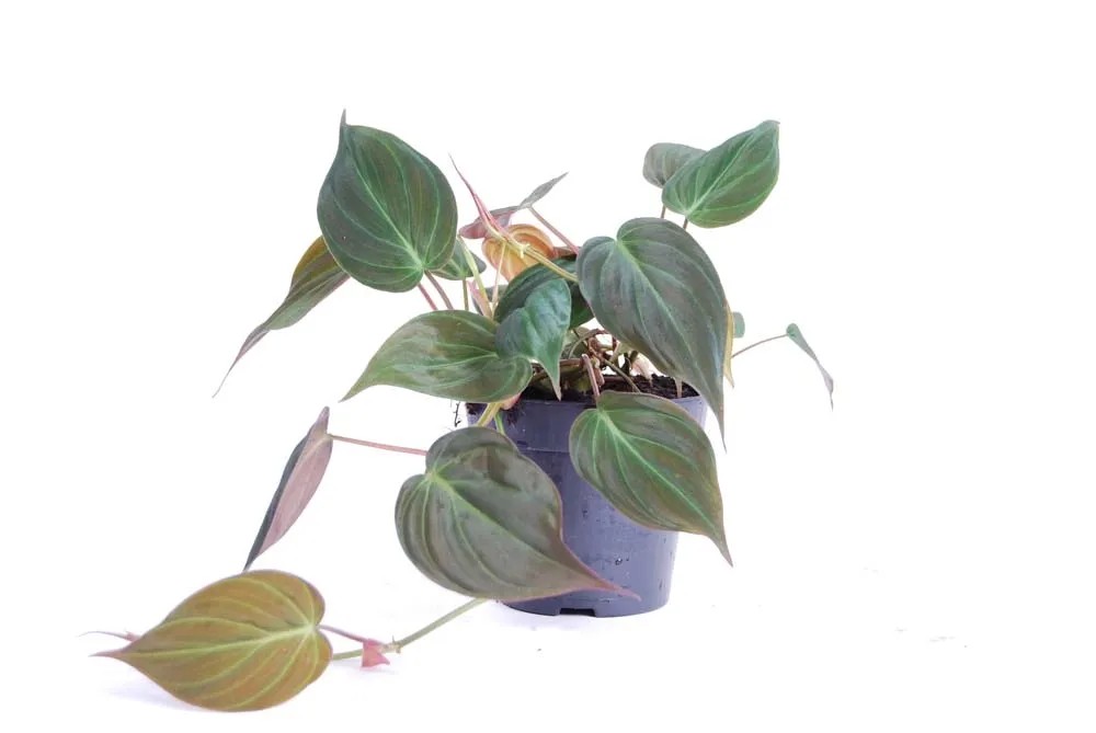 Filodendron (Philodendron) scandens Micans - don. 12 cm
