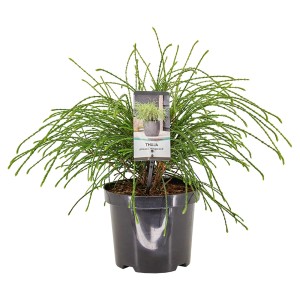 Zielona tuja 't.b.t.' w czarnej doniczce. Ozdobny iglak do ogrodu i na taras.