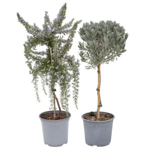 Zioła na pniu mix don. 19 cm