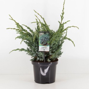 Jałowiec płożący w doniczce: Okrywowy jałowiec z niebieskawymi igłami.