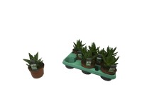 Aloes - Aloe Perfoliata wys.15cm don.10,5cm