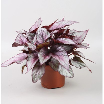 Begonia (Begonia) Maori Haze - don. 12 cm