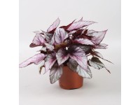 Begonia (Begonia) Maori Haze - don. 12 cm