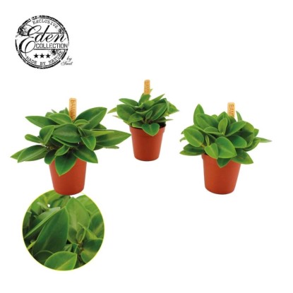 Peperomia Pixie don. 5,5 cm