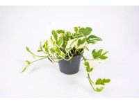 Scindapsus Njoy wys. 15-18cm don. 12cm