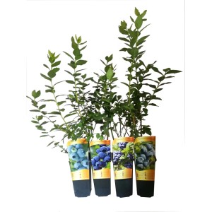 Różne rośliny borówki w doniczkach. Idealne do ogrodu i na balkon.