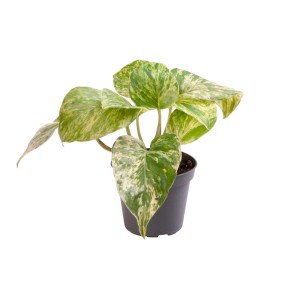 t.b.t. Roślina doniczkowa z zielono-żółtymi, pstrokatymi liśćmi w doniczce.