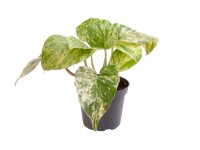 Epipremnum (Epipremnum Pinnatum Marble Queen)