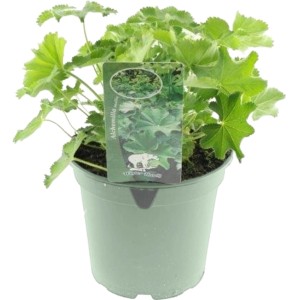Przywrotnik ostroklapowy (Alchemilla mollis) don. 17 cm