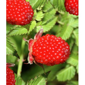 Zbliżenie na jaskrawoczerwoną malinę z zielonymi liśćmi.