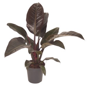 Roślina doniczkowa t.b.t. z dużymi, ciemnoczerwonymi liśćmi w szarej doniczce.