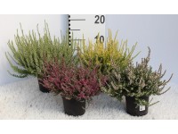 Wrzos (Calluna) odmiany barwne - don. 11 cm
