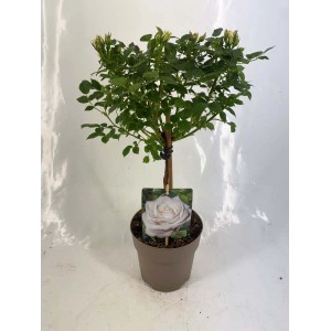 Róża rabatowa jako pieniek w doniczce, odmiana t.b.t.