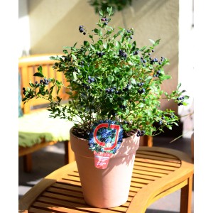 Borówka w doniczce z dojrzałymi, ciemnymi jagodami i zielonymi liśćmi.