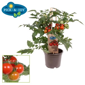 Kompaktowa roślina pomidora w doniczce z dojrzałymi, czerwonymi pomidorkami cherry. Idealna na balkon i taras.