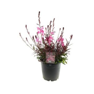 Gaura Lindheimera mix don. 17 cm