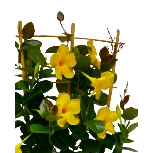 Żółta roślina kwitnąca z zielonymi liśćmi na trejażu.