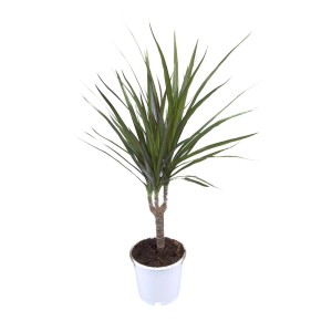 Dracena (Dracena) w białej doniczce, roślina doniczkowa.